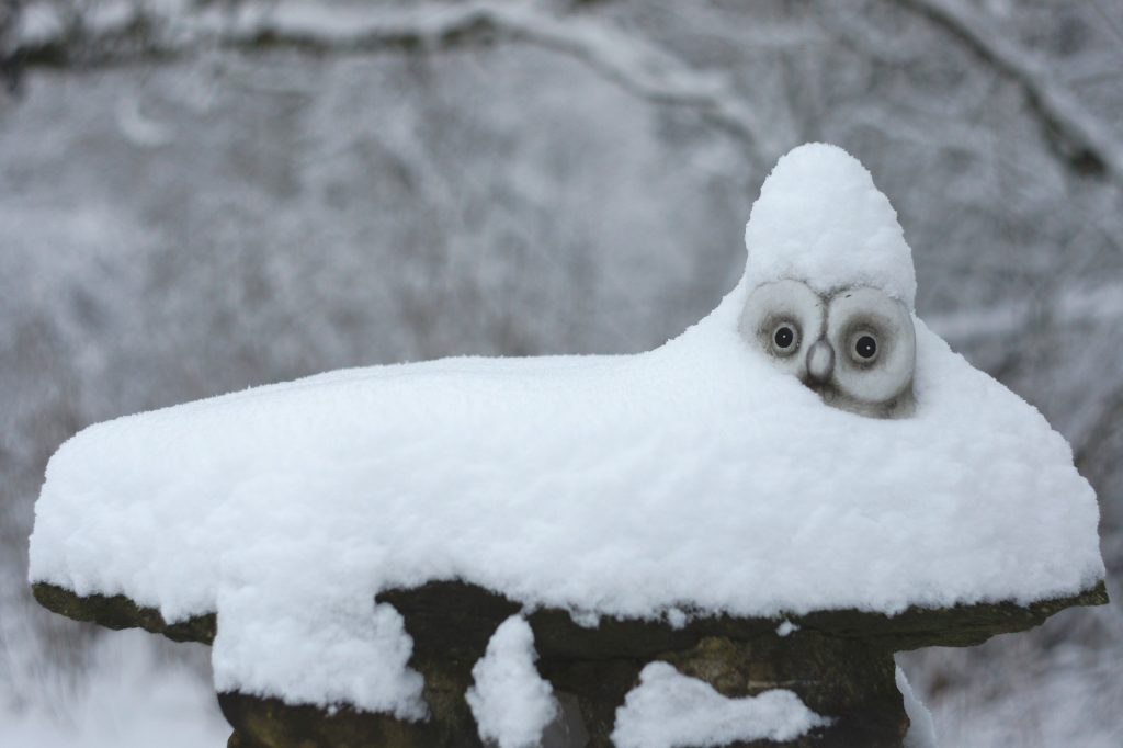 A small snow owl peaks its head out from a pile of bright white snow, its grey face and wide eyes creating an adorable composition amidst a wintry backdrop. 