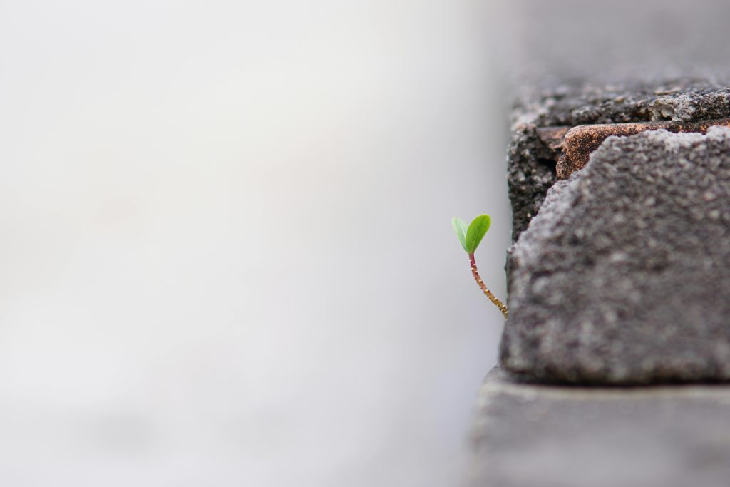 A tiny green sprout fights its way out from the depths of a cracked cinderblock